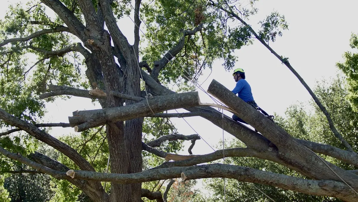 Professional Crown Thinning performed by certified arborists in Minden
